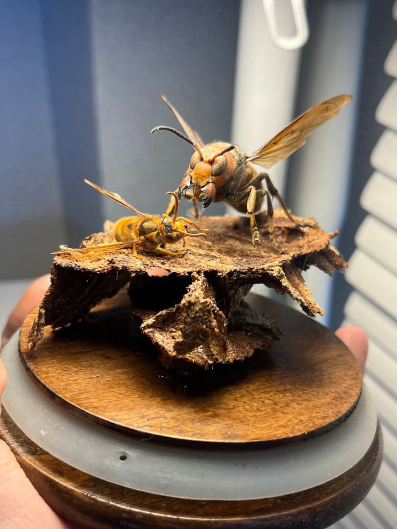 【立体標本】オオスズメバチのミツバチ捕食シーン ガラスドーム付きいきもの大図鑑