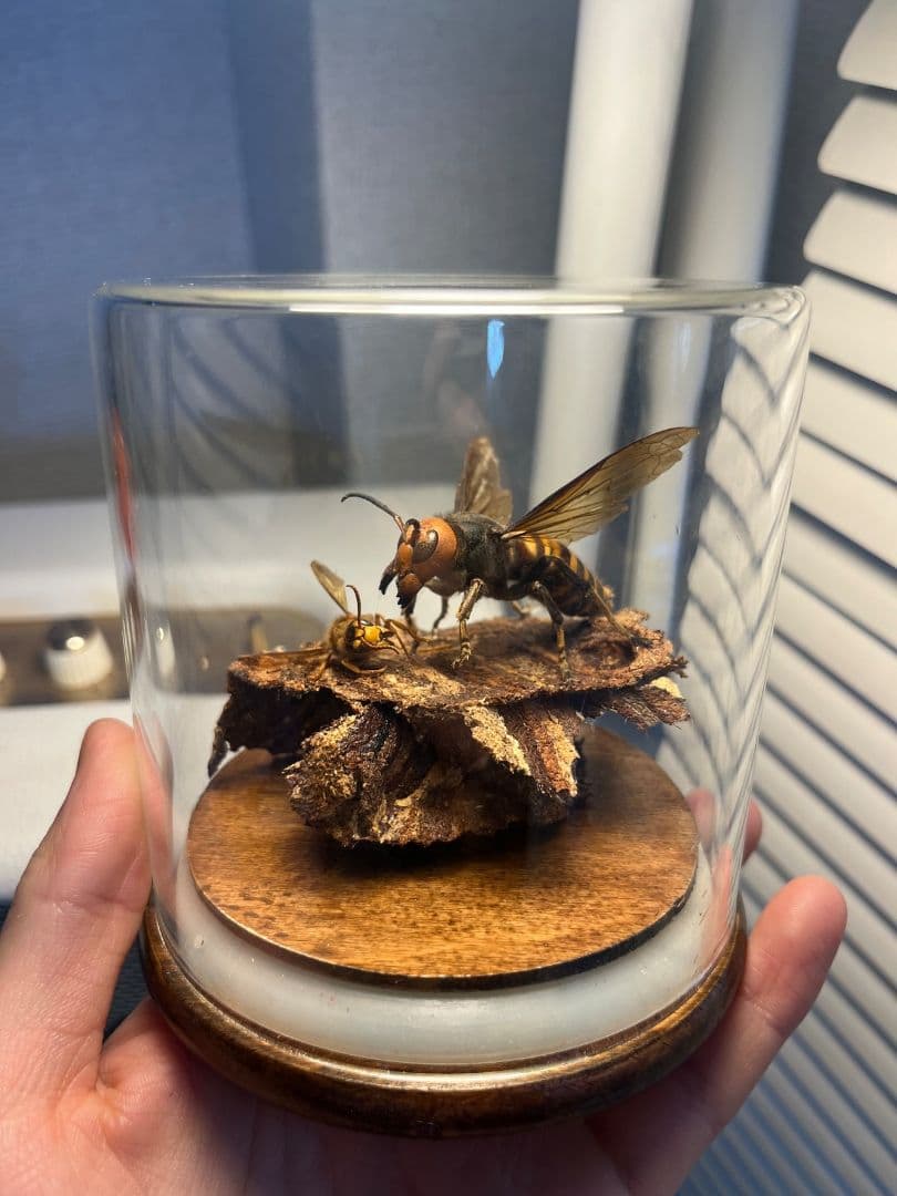 【立体標本】オオスズメバチのミツバチ捕食シーン ガラスドーム付きいきもの大図鑑
