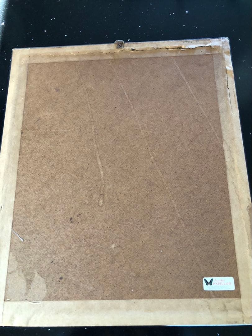 値下げ‼️蝶の標本 15種 Papillon製