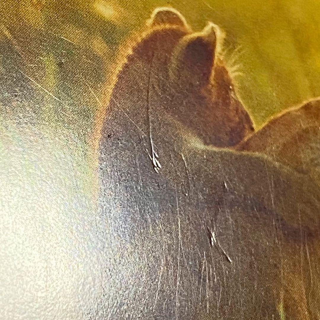 日経ナショナルジオグラフィック社　2004年　カレンダー　岩合光昭　親子のきずな