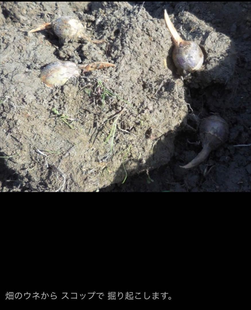 抽水植物 国産 青クワイ くわい　種芋 3個　自然菜園　無化学肥料 種苗 稲作