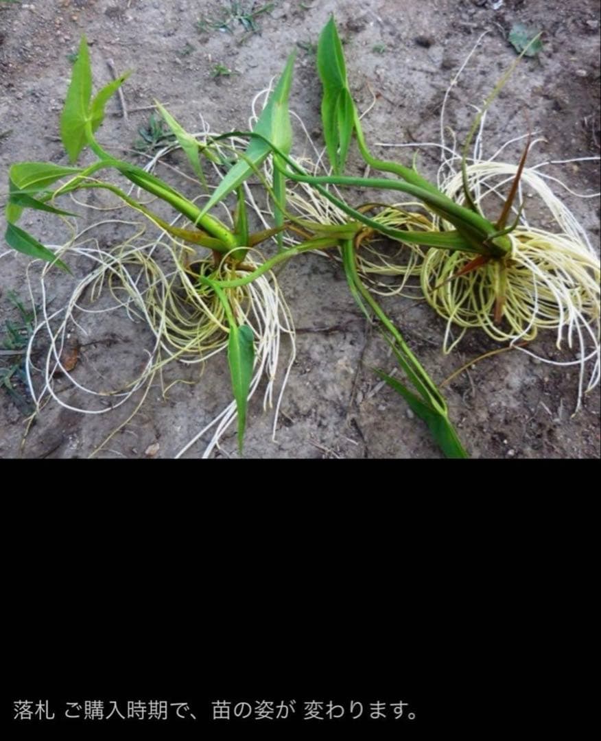 抽水植物 国産 青クワイ くわい　種芋 3個　自然菜園　無化学肥料 種苗 稲作