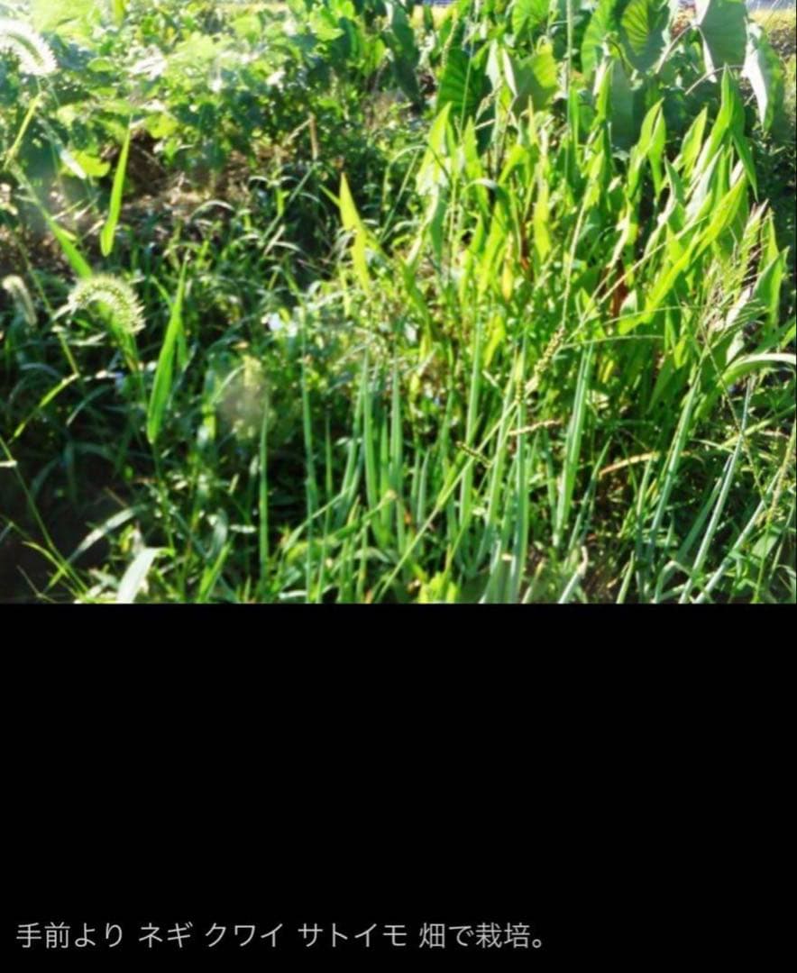 抽水植物 国産 青クワイ くわい　種芋 3個　自然菜園　無化学肥料 種苗 稲作