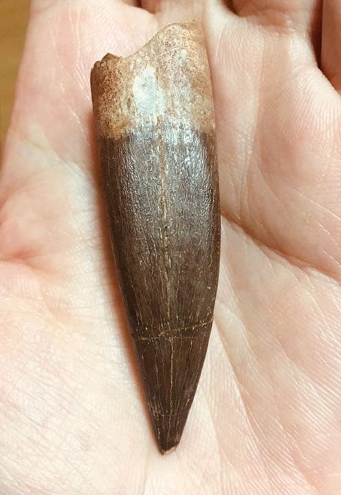 首長竜 プレシオサウルスの歯 化石 恐竜