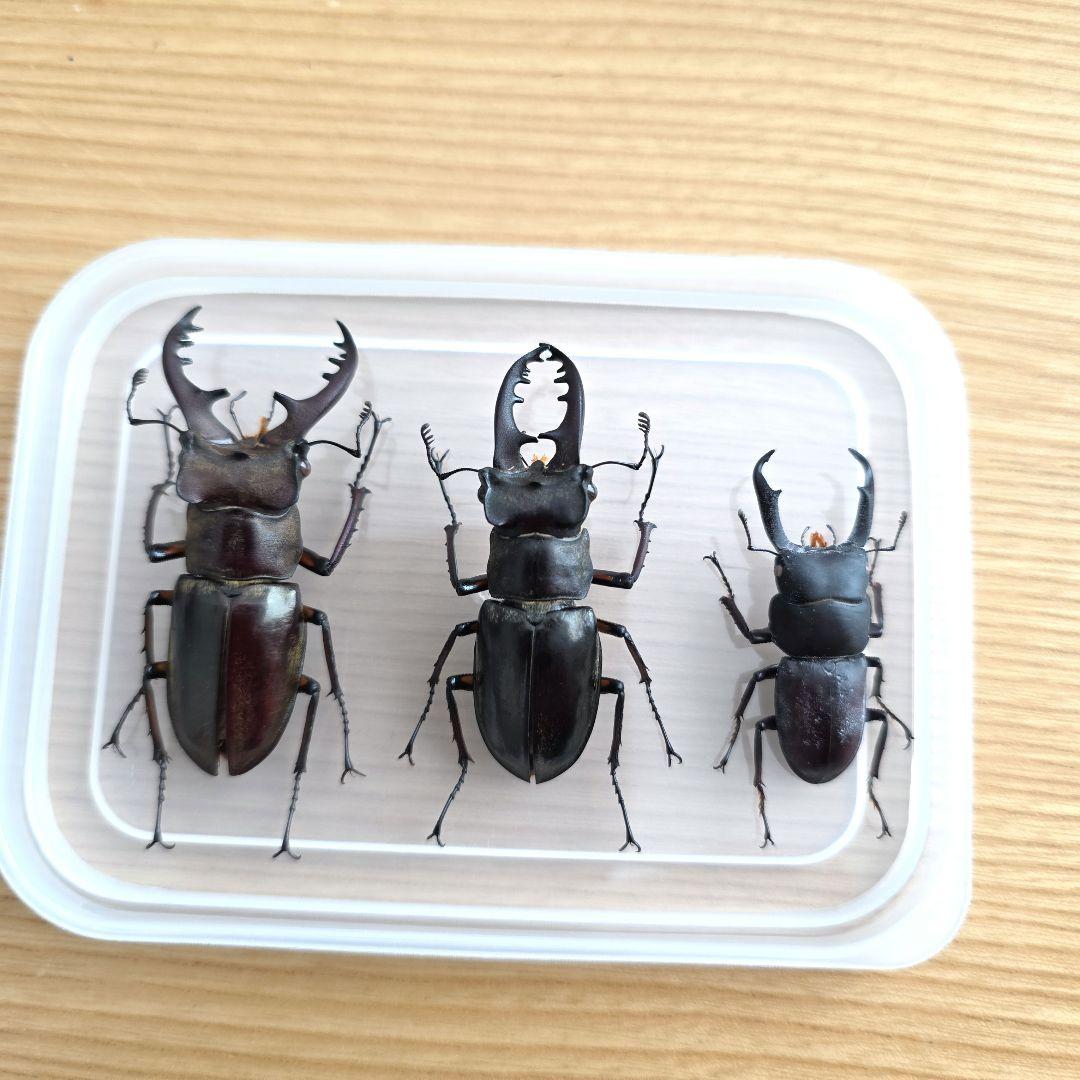 ミヤマクワガタ・コクワガタ標本セット