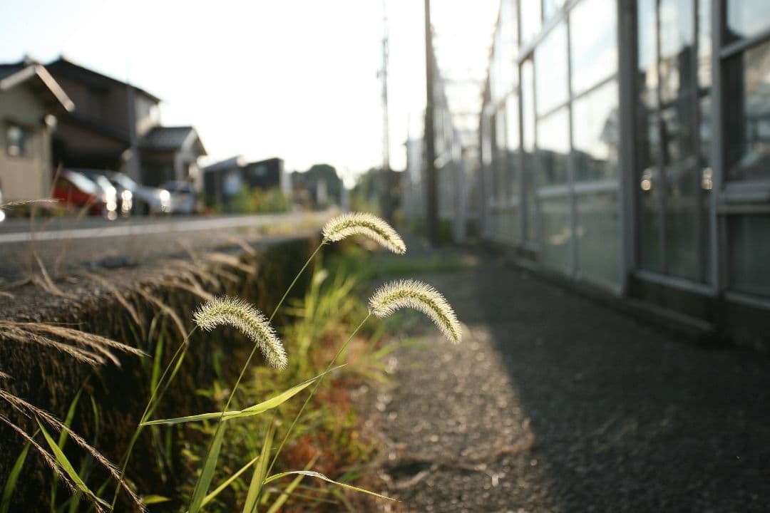 美品　Canon EF 17-40mm f/4L 　作例あり