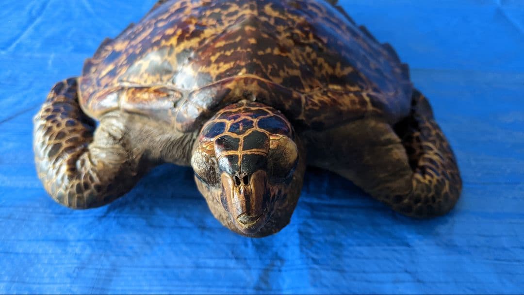 ④うみがめ〚タイマイ〛の剥製　 　壁掛けフックつき