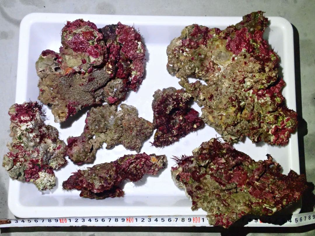 ライブロック　約4.6kg