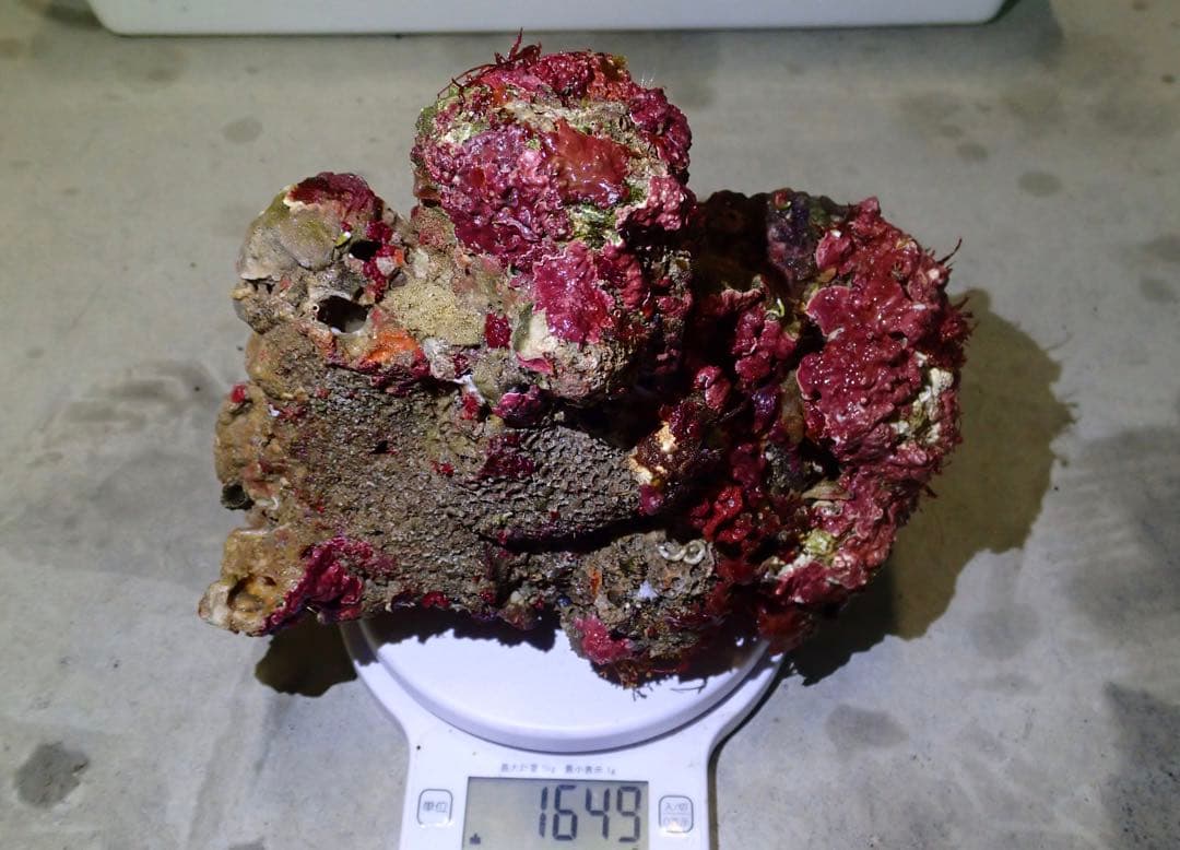 ライブロック　約4.6kg