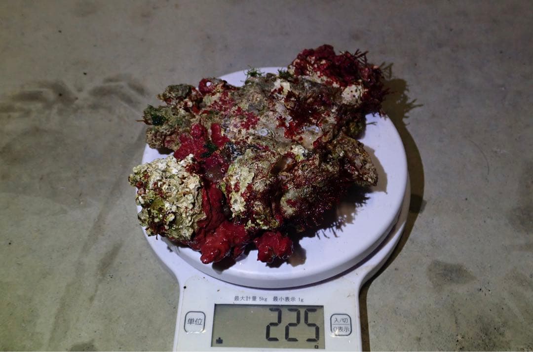 ライブロック　約4.6kg