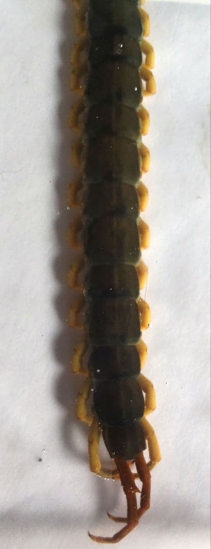 12cm 巨大化 ムカデ の 標本