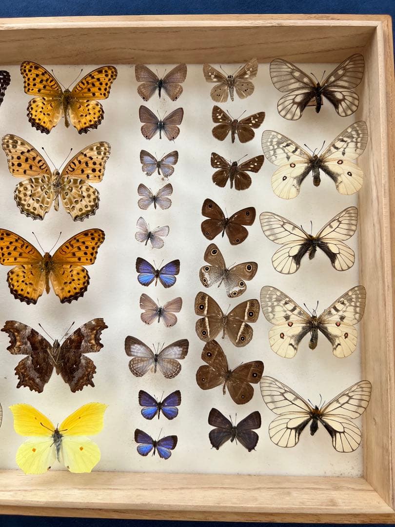 希少蝶標本ドイツガラスケース箱現状品のみ40x30x6cm