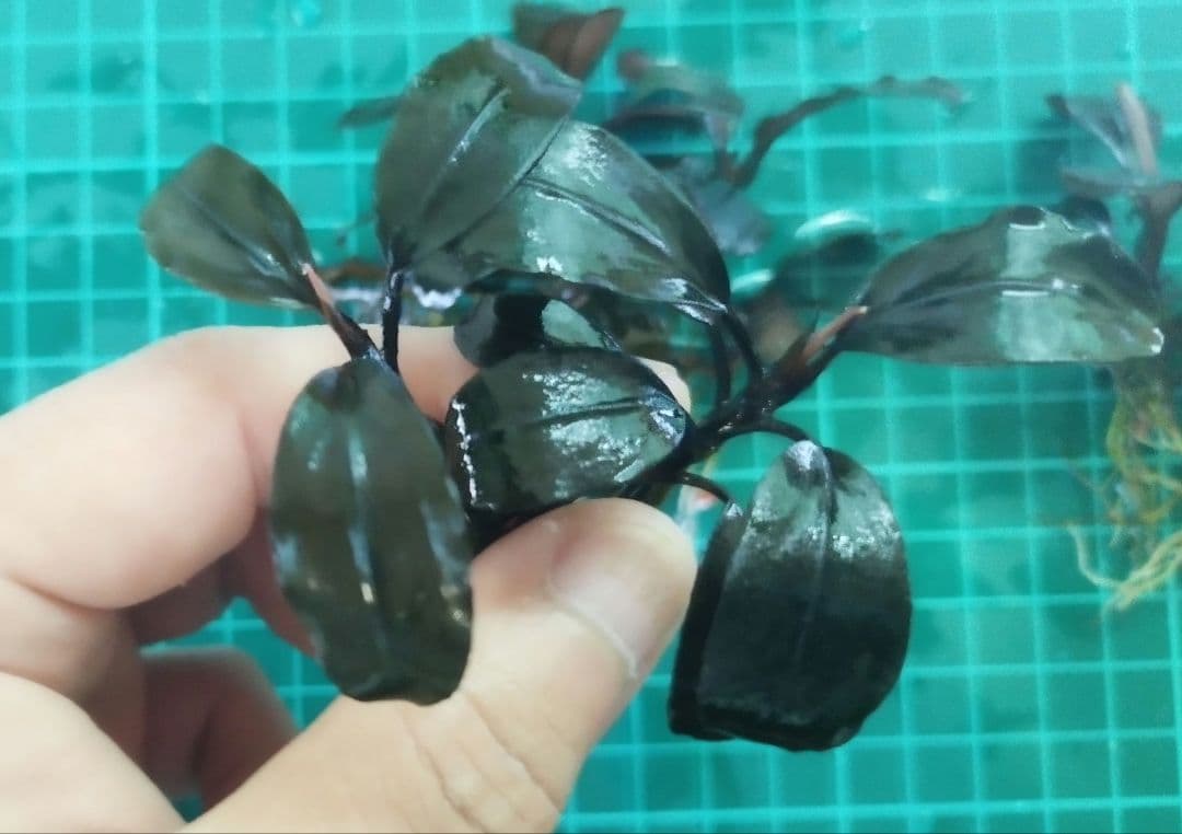 ブセファランドラspブラックロックヘレナ 　 3群生株