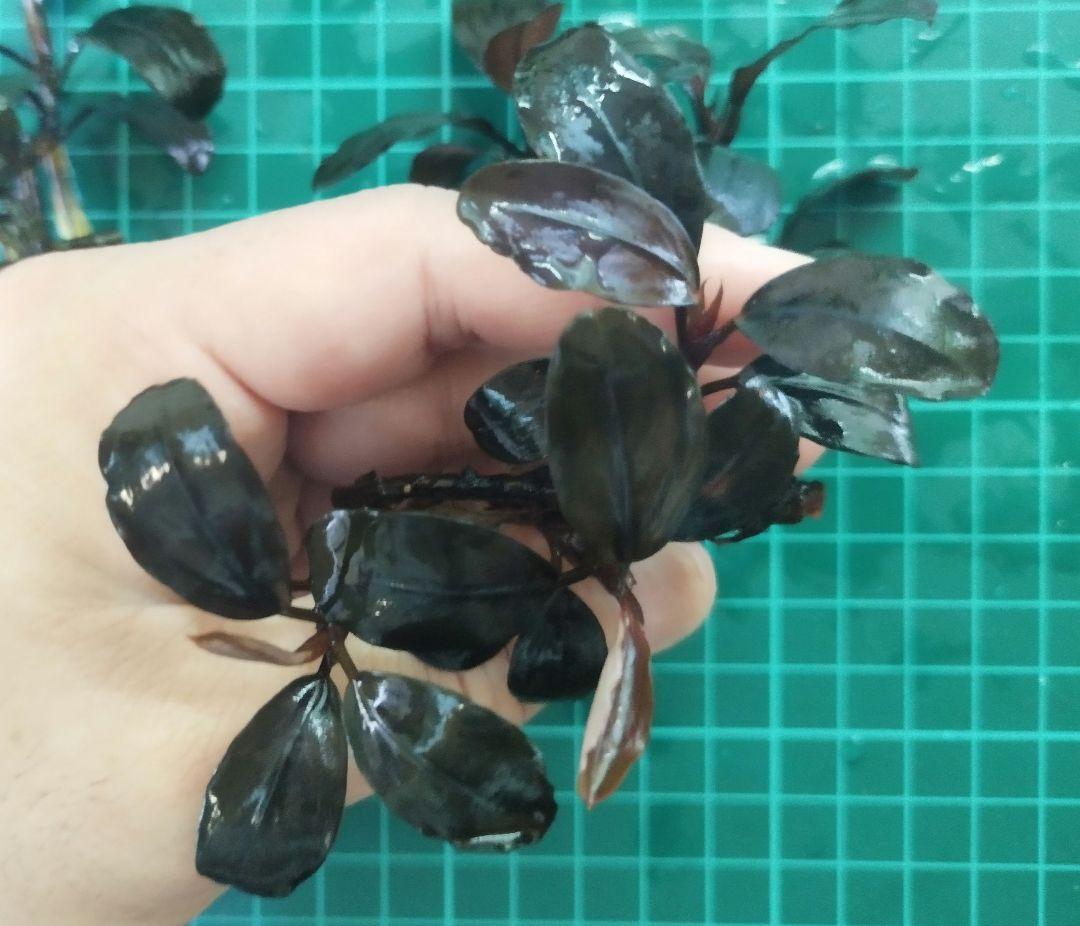 ブセファランドラspブラックロックヘレナ 　 3群生株