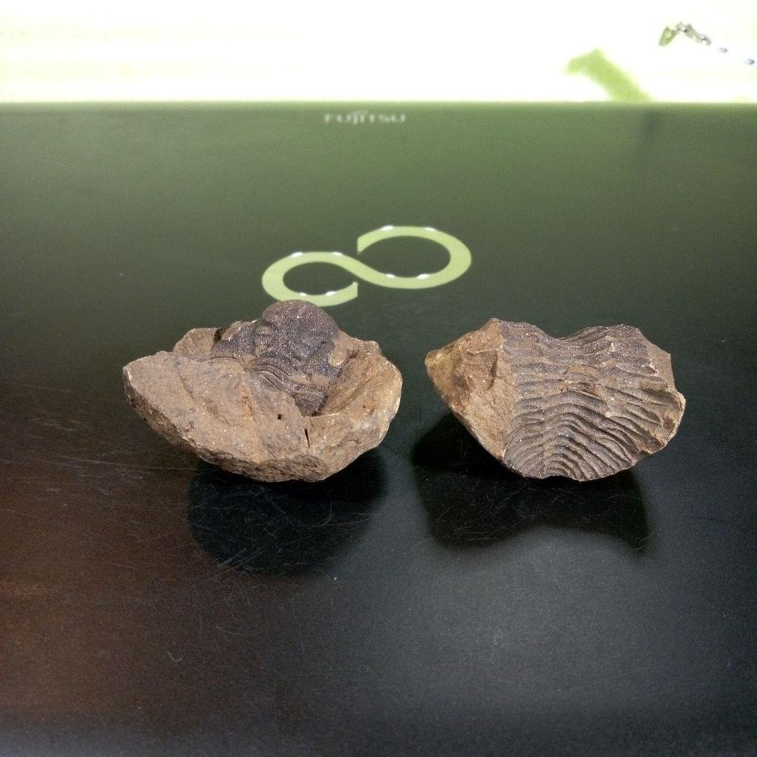 三葉虫　化石　fossil　ボリビア産　trilobite　ノジュール管理④