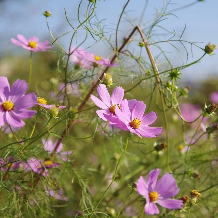 【極美品】SIGMA 17-50mm F2.8 EX DC HSM ズームレンズ