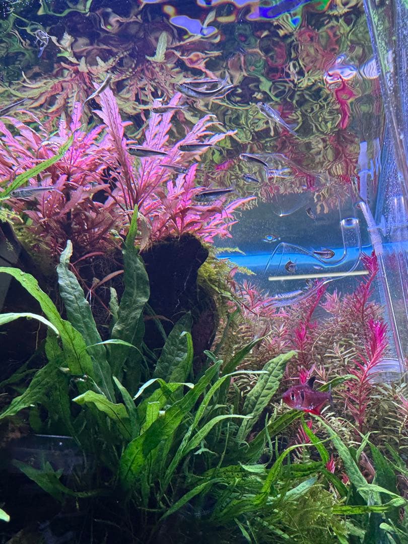 WEEK AQUA A430 TH RGB ブラック