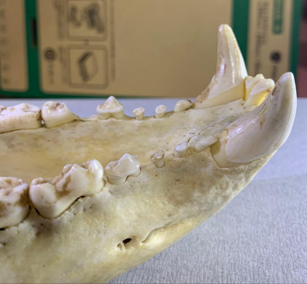 熊の牙 下顎 特大です