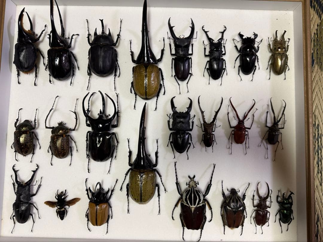 KANA標本各種　カブトムシ、クワガタムシ