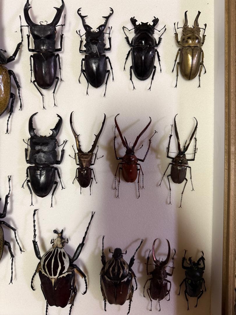 KANA標本各種　カブトムシ、クワガタムシ