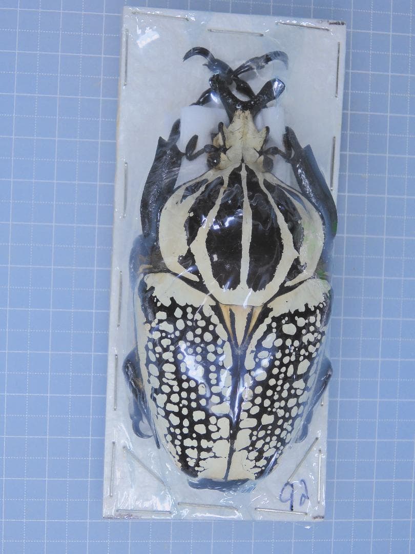 コンゴ産　シラフオオツノハナムグリ1　92mm