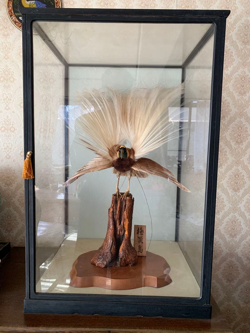 風鳥 極楽鳥 剥製 インテリア アンティーク レトロ ヴィンテージ アート