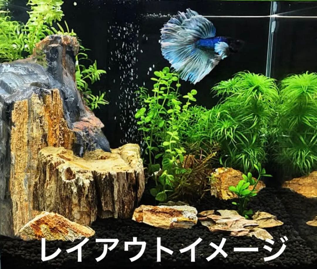 北海道　遠軽町瀬戸瀬産　特大　木化石　パワーストーン　5.4kg アクアリウム