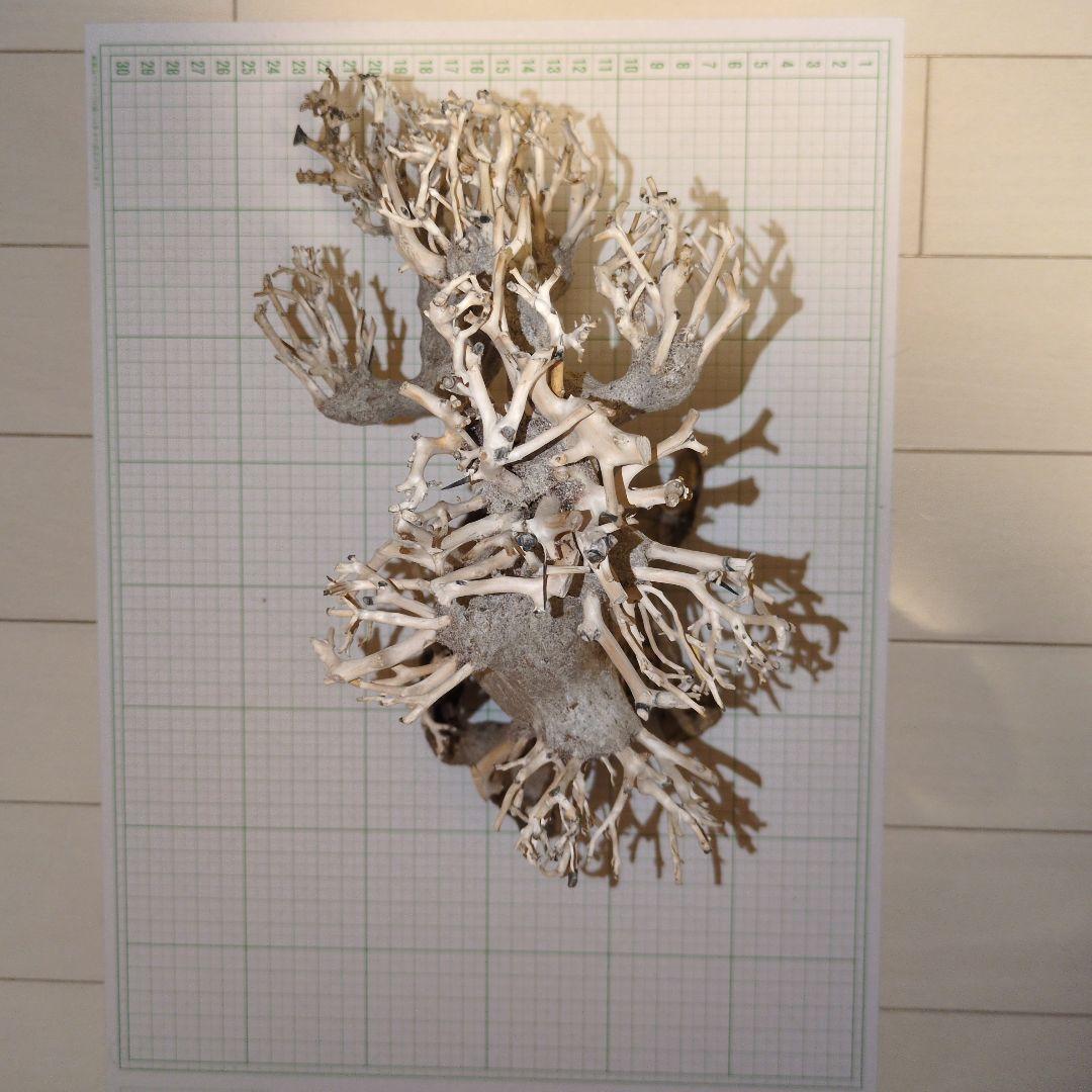 水槽用　盆栽流木