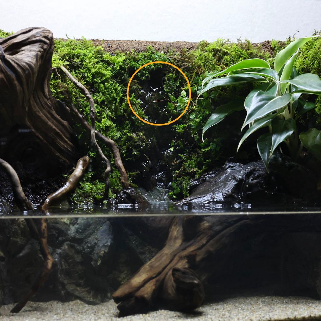 格安レイアウト水槽　イモリウム　アクアテラリウム