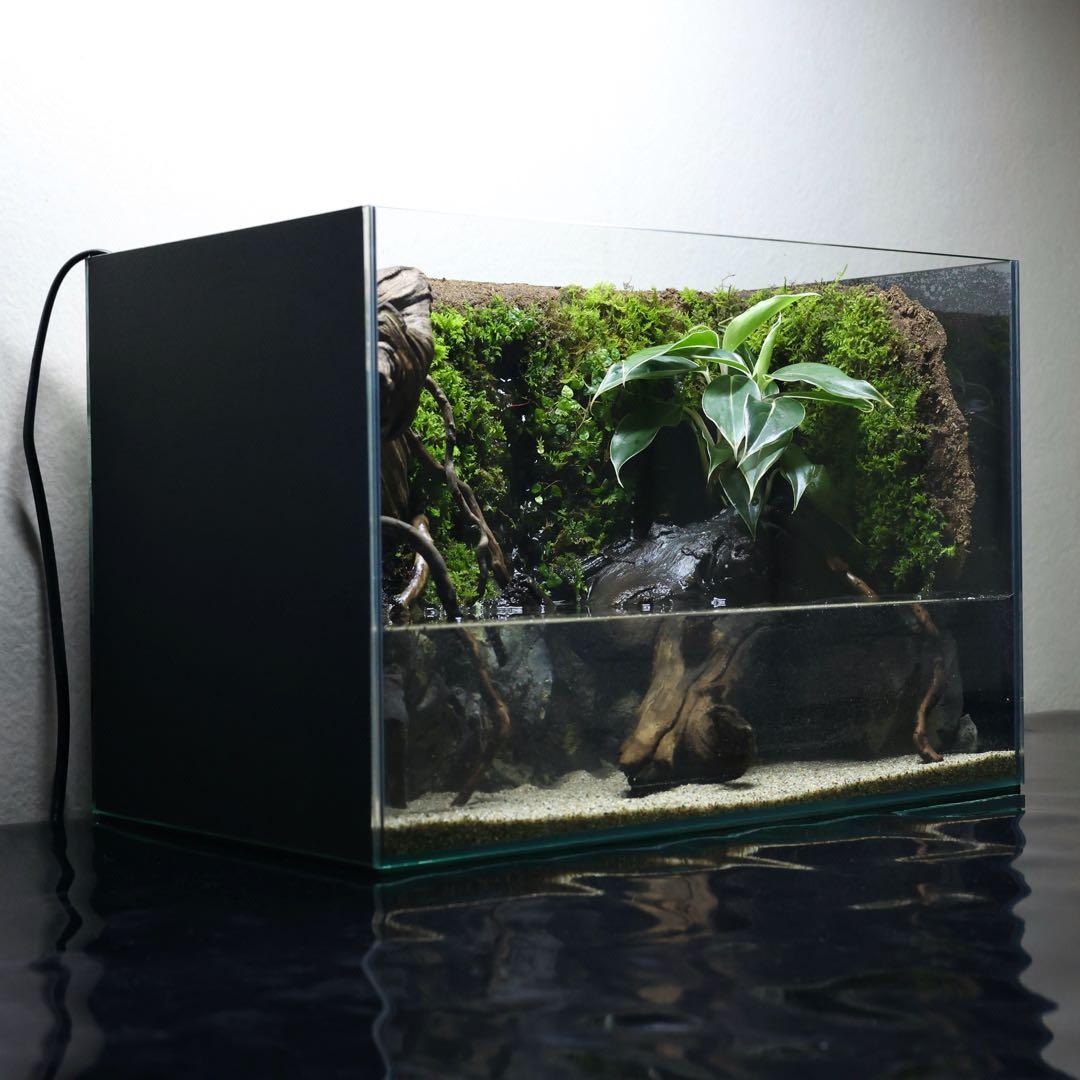 格安レイアウト水槽　イモリウム　アクアテラリウム
