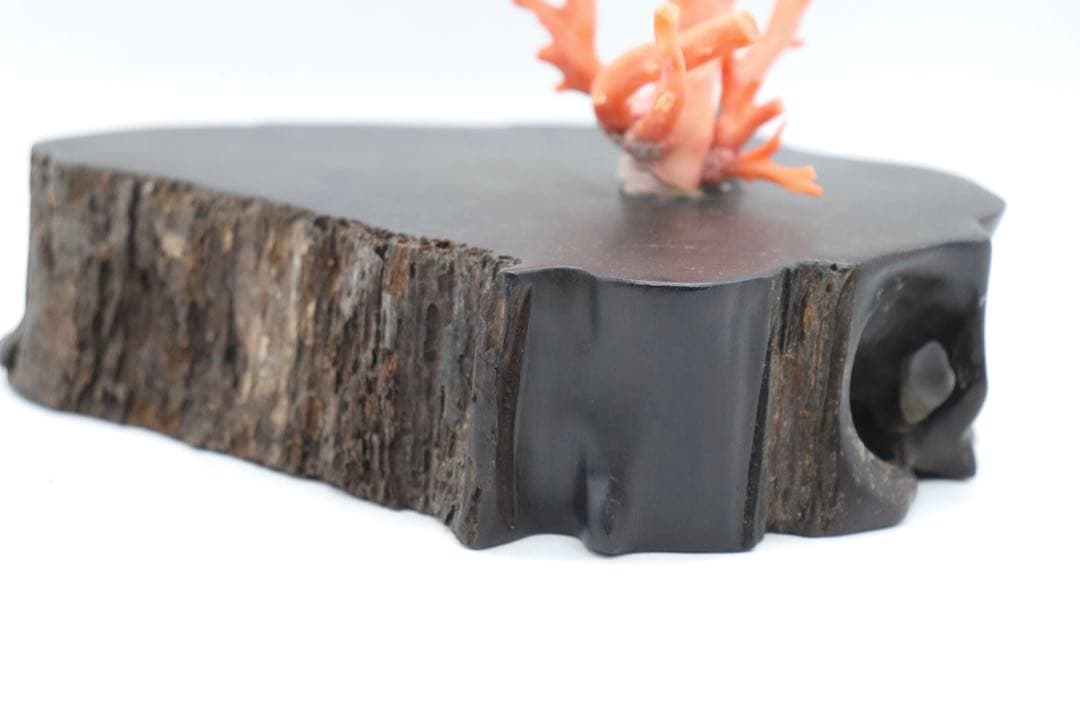 本珊瑚　黒柿台　桃色珊瑚　置物　960g 送料込み250731