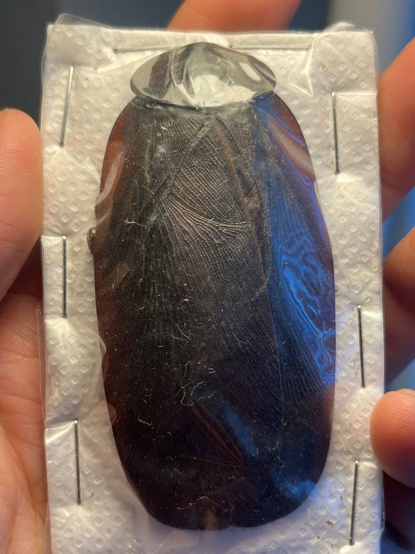 【極小】マンモスゴキブリ ナンベイオオチャバネゴキブリ ローチ　昆虫標本