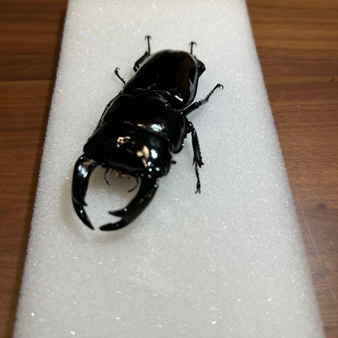 国産大クワガタ 標本 黒色 約7.7cm