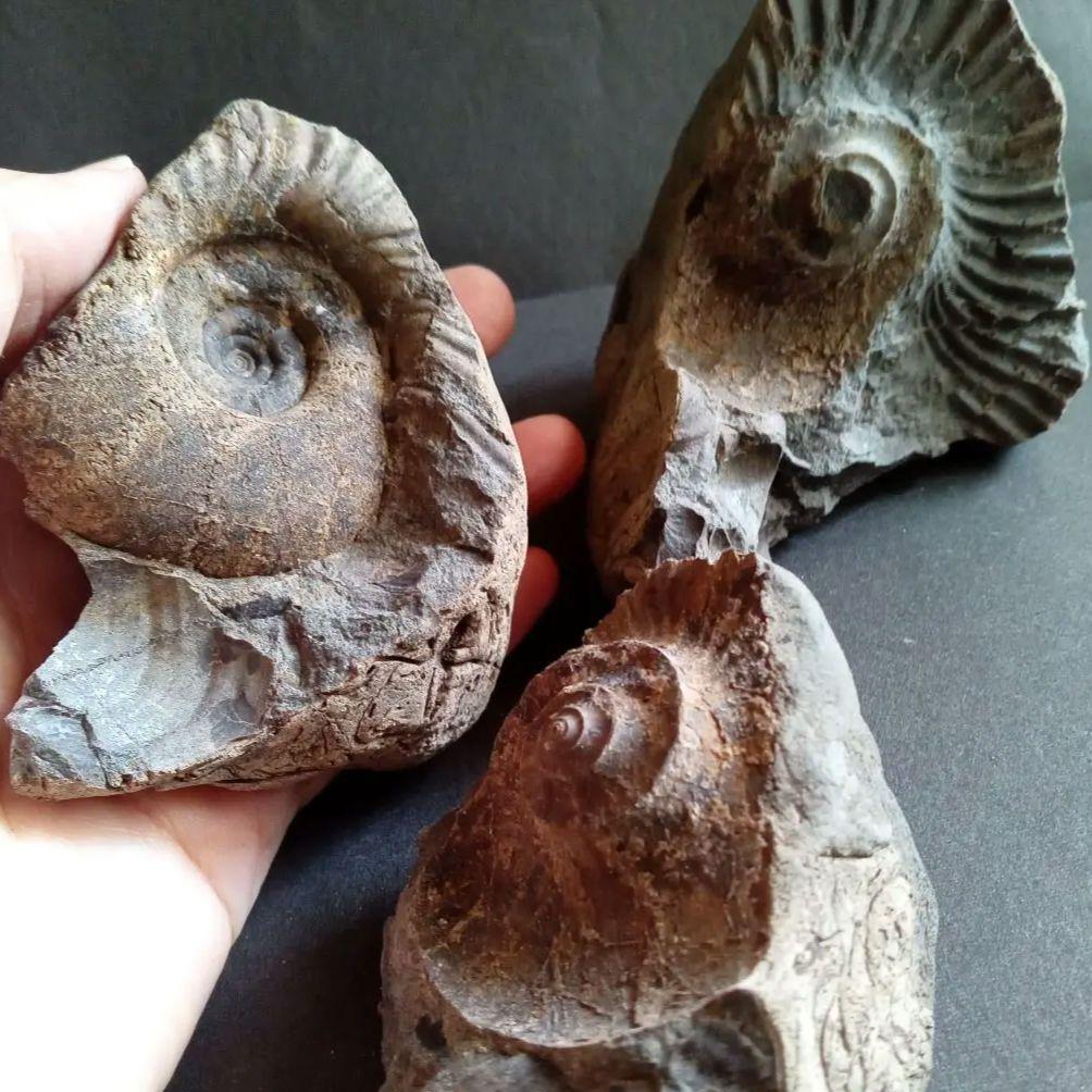 化石　標本　ノジュール原石　アンモナイト　国産　球状コンクリーション