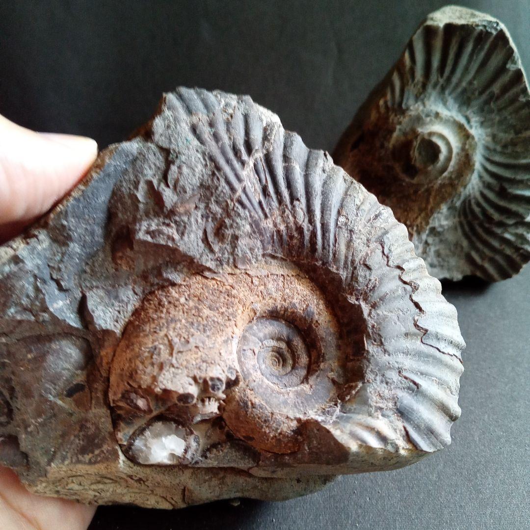 化石　標本　ノジュール原石　アンモナイト　国産　球状コンクリーション