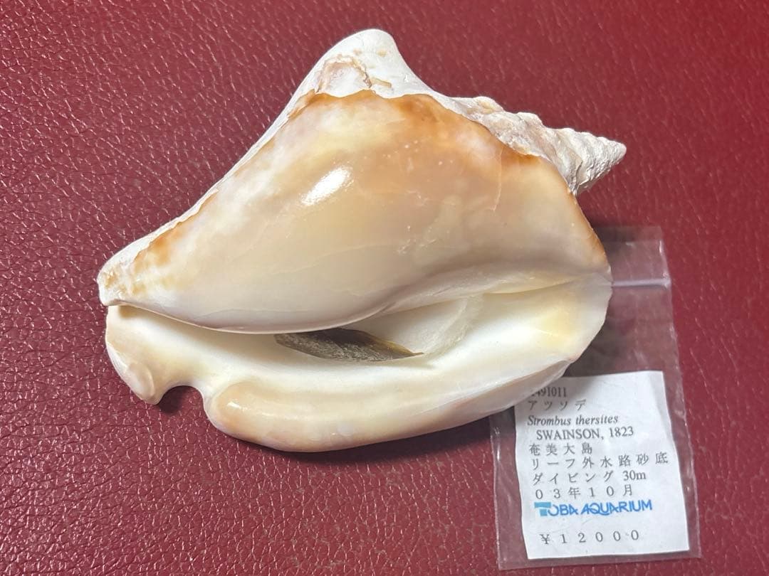 (希少)アツソデガイ　蓋付き　貝殻