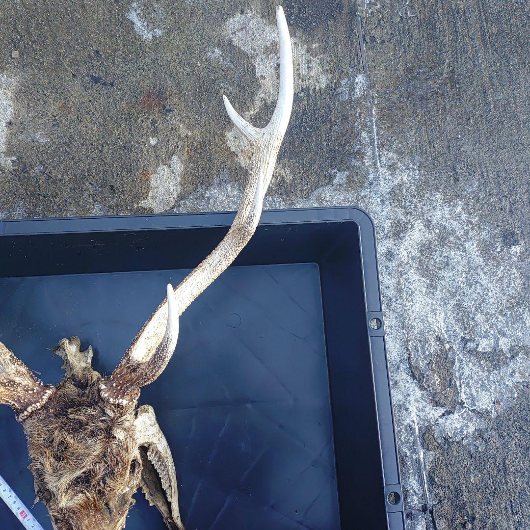 新年思い切って値引き。蝦夷鹿の頭骨 標本用 自然乾燥済み 毛、顎付き。珍しい