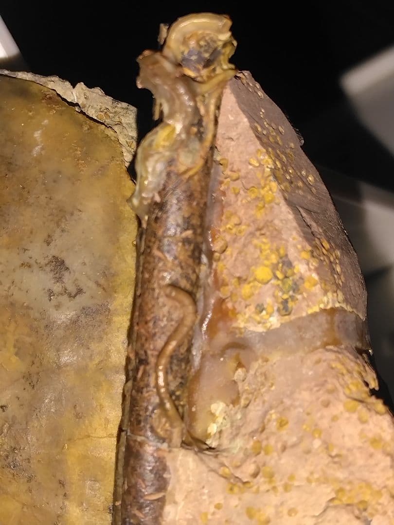 ドイツ産　アンモナイト　オキシセライテス　希少　ベレムナイト　化石