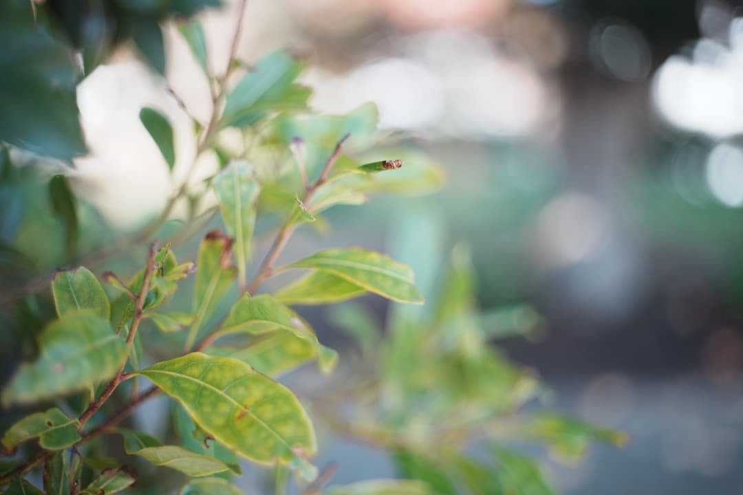 【この値段でライカ級】富岡光学製 XR RIKENON 50mm F2 987