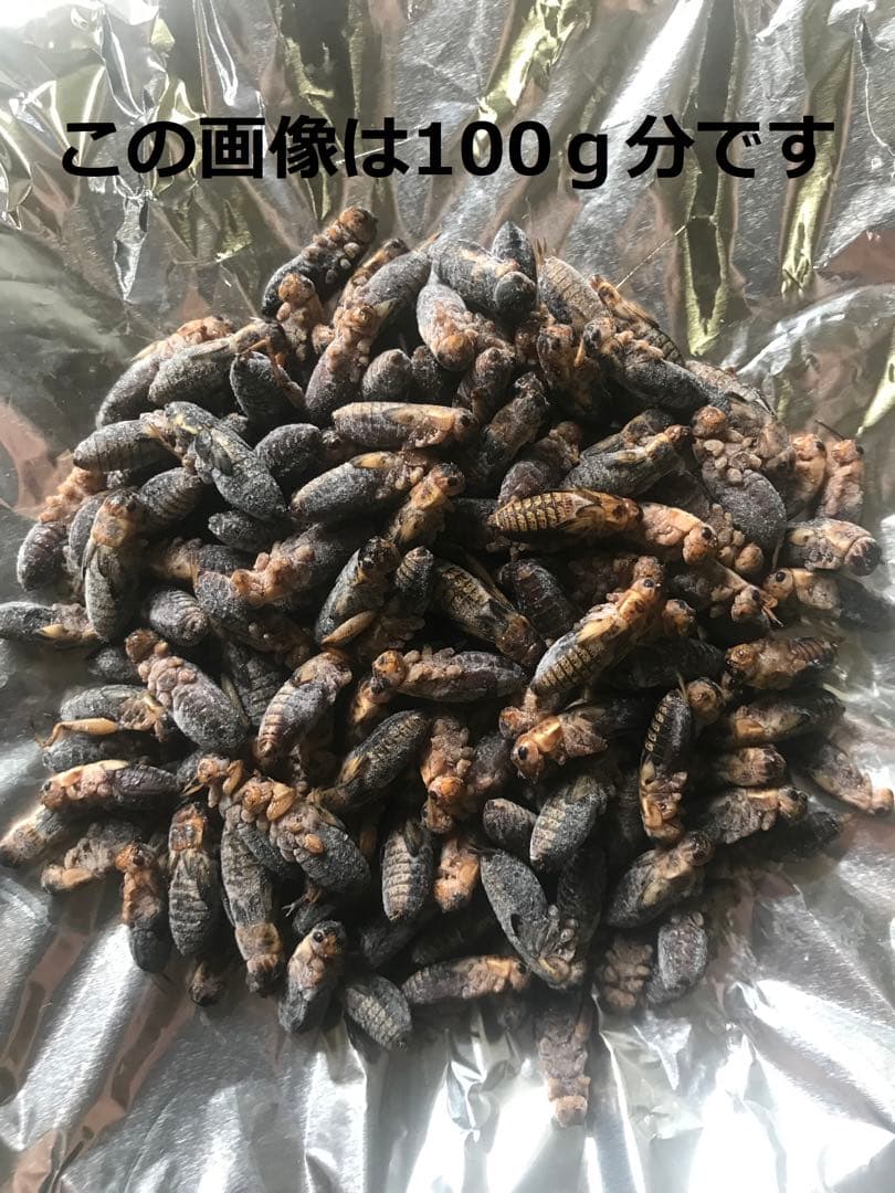 北陸中部関西中国四国地方の方　冷凍コオロギ1kg M・Lサイズ　フタホシコオロギ