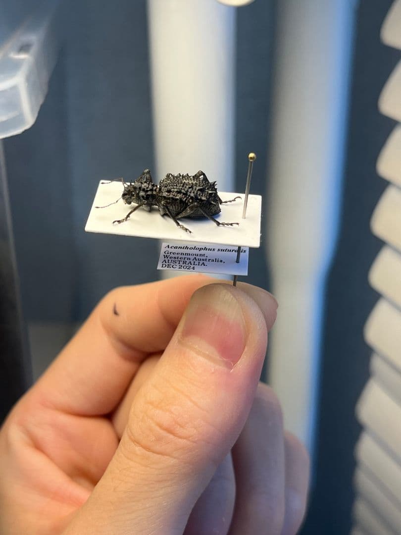 【18mm】トゲトゲヘンテコゾウムシ Acantholophus 標本