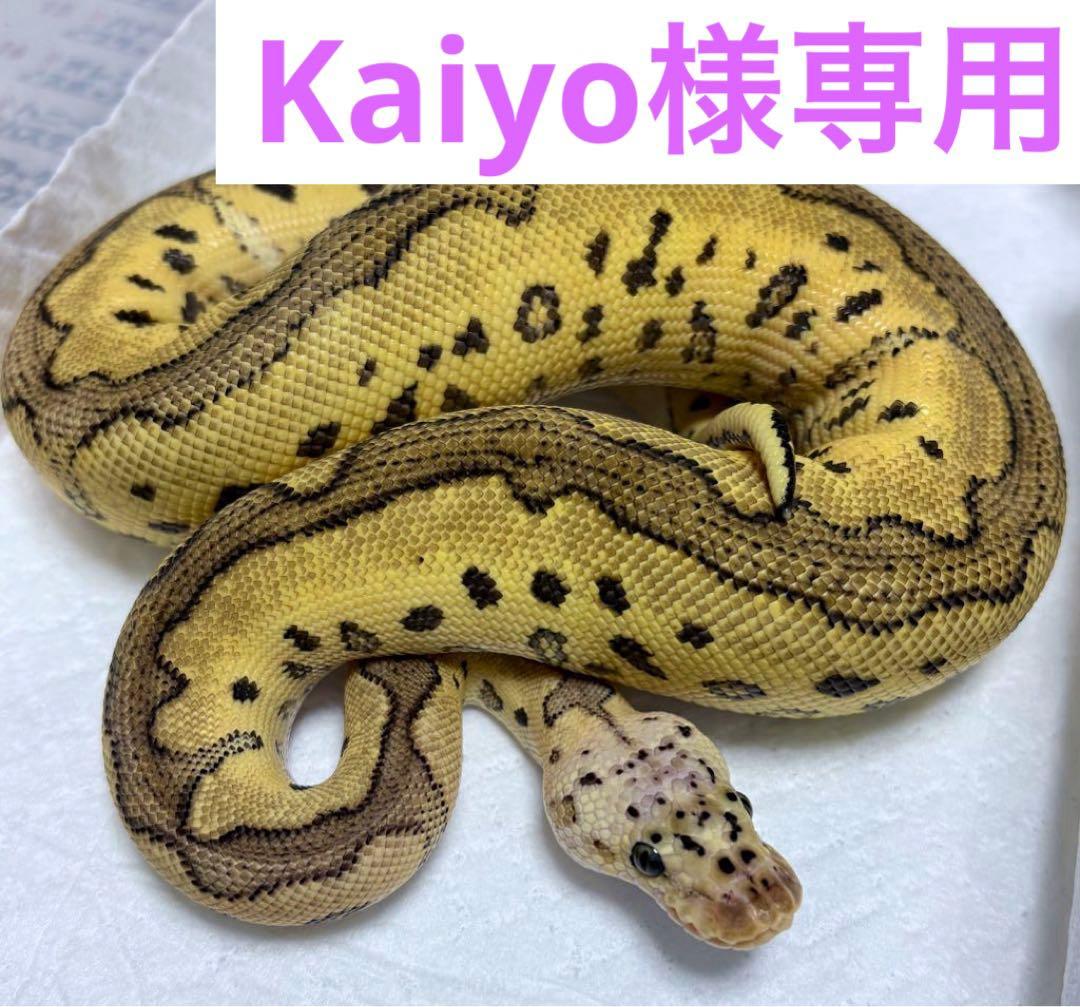 Kaiyo マL 30匹ヤSS 10匹 ラSM 15匹S 15匹