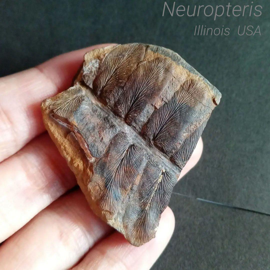 化石標本　植物　古生代　石炭紀　シダ種子類