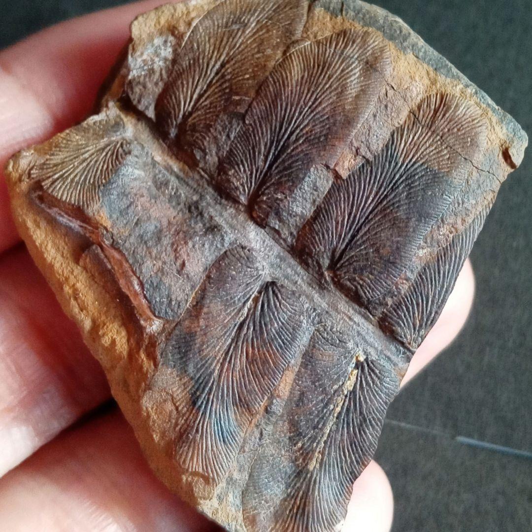 化石標本　植物　古生代　石炭紀　シダ種子類