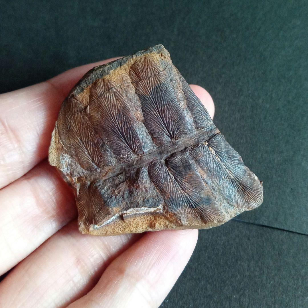 化石標本　植物　古生代　石炭紀　シダ種子類