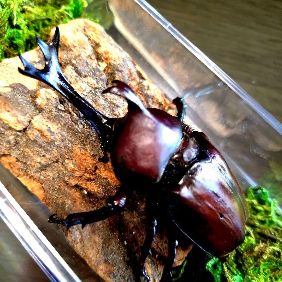 超特大野生宝物カブトムシ標本83mm級頭角幅18.4mm胸角幅5.7mmぐらい
