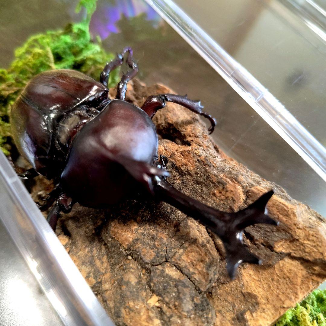 超特大野生宝物カブトムシ標本83mm級頭角幅18.4mm胸角幅5.7mmぐらい