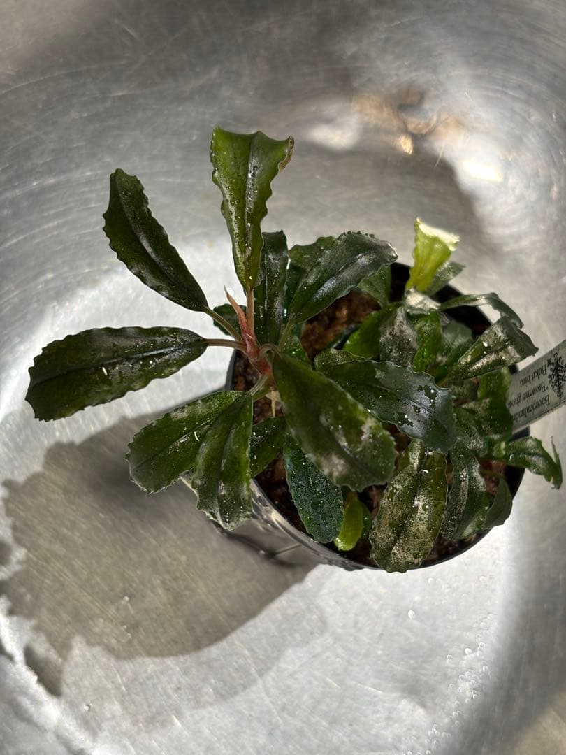 水草 Bucephalandra sp.brownieGhost bukit biru