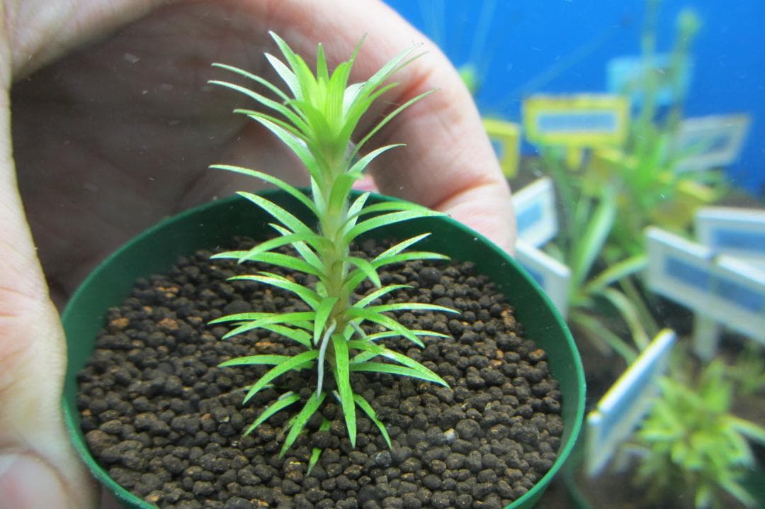 ☆　美種！ 珍種！ ホシクサspペドラ産　水上育成株　☆