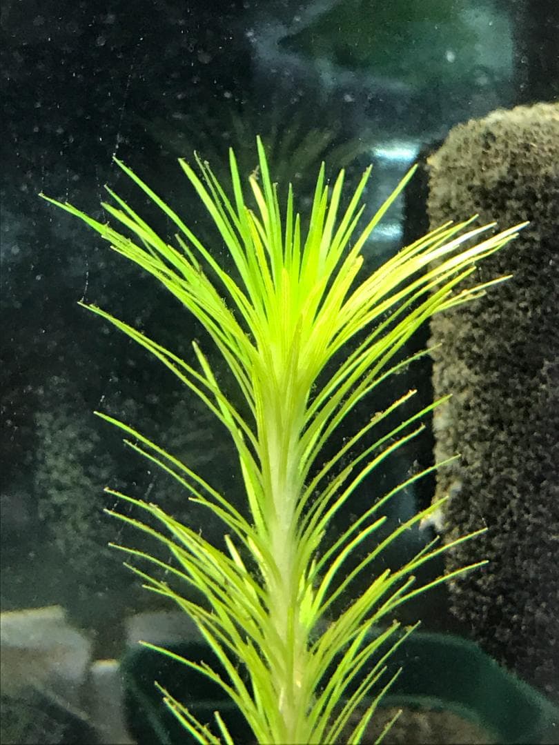 ☆　美種！ 珍種！ ホシクサspペドラ産　水上育成株　☆